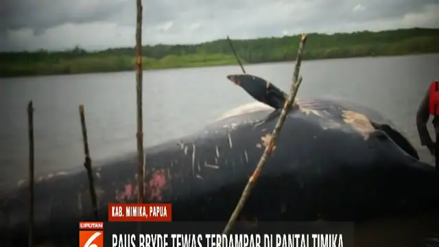 Paus Bryde Ditemukan Tewas Terdampar di Papua