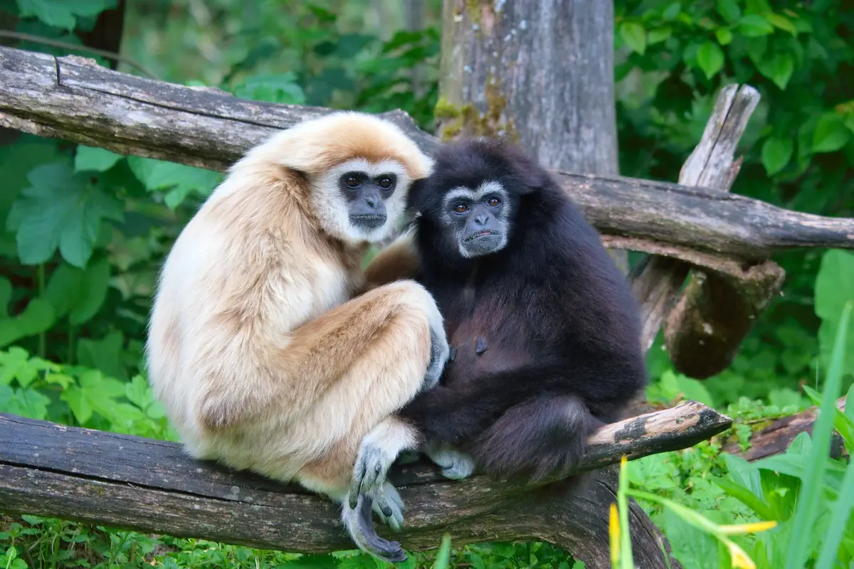 Kera jenis Gibbon. (Wikipedia)