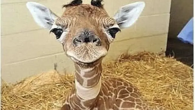Jerapah Down Syndrome (sumber: twitter.com/RonSexsmith)