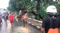 Akibat insiden tersebut, arus lalu lintas di sekitar lokasi pohon tumbang tersendat. (Liputan6.com/Nanda Perdana Putra)