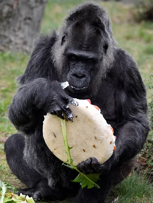 Gorila Fatou bersiap memakan kue ulang tahunnya saat berusia 61 tahun di kebun binatang Zoologischer Garten di Berlin, Jerman (13/4). Fatou adalah gorila tertua dari jenisnya yang hidup di Eropa. (AFP Photo/John Macdougall)