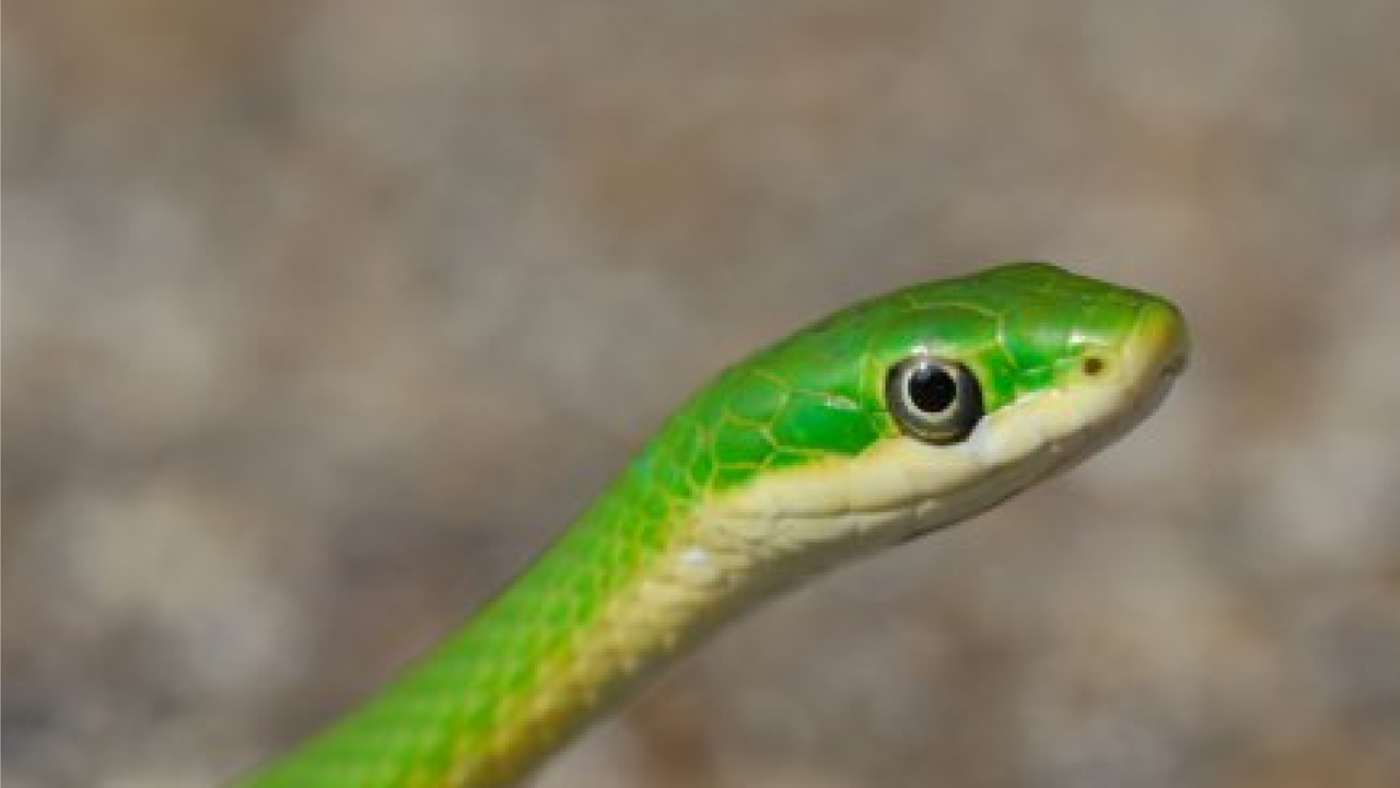 Ular erkakning yuziga tegishadi