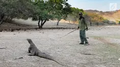 Guide taman nasional berinteraksi dengan seekor komodo di Pulau Rinca, Taman Nasional Komodo, NTT, Minggu (14/10). Pulau Rinca yang merupakan zona inti Taman Nasional Komodo. (Merdeka.com/Arie Basuki)