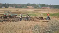 Bongkahan tanah sawah kering yang dijual para petani merupakan sumber pendapatan selama kekeringan melanda tempat mereka. (Liputan6.com/Muhamad Ridlo)