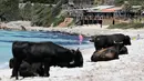 Kawanan sapi berjemur di pantai Mare e Sol di Coti-Chiavari, di pulau Corsica, Mediterania Prancis, Rabu (17/5). Kawanan sapi liar selalu mendatangi pantai ini setiap tahun saat musim panas. (AFP PHOTO / PASCAL POCHARD-CASABIANCA)