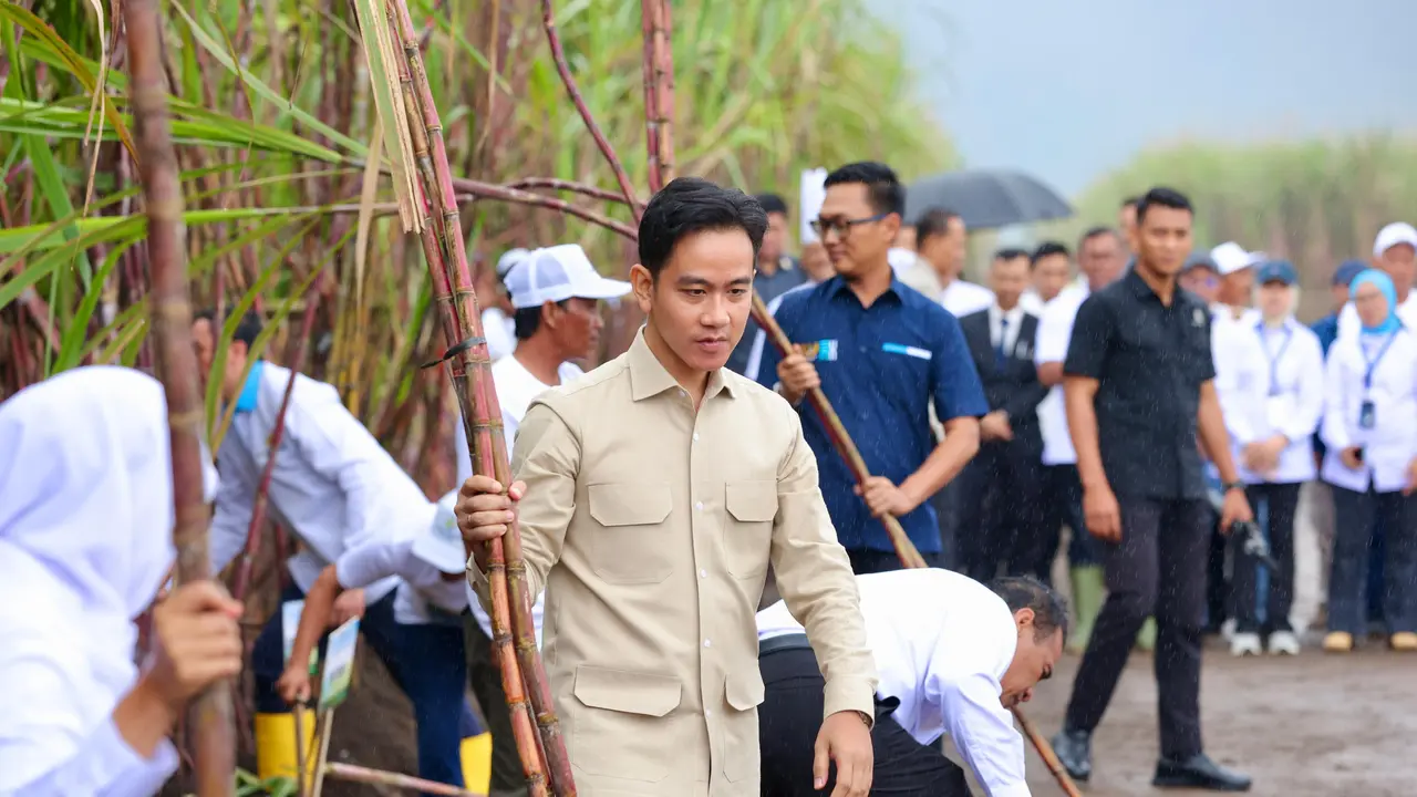 Wakil Presiden RI Gibran Raka Buming Raka Panen tebu bersama petani di perkebunan tebu Glenmore Banyuwangi (Istimewa)