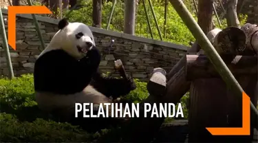 Lima pasang ibu-bayi panda raksasa menerima pelatihan untuk kembali ke alam liar pada tahun 2019 dan 2020. Hal ini dilakukan pihak pusat konservasi dan penelitian china untuk mengurangi angka kepunahan panda raksasa.