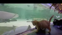 Lucunya Anak Kucing Liat Akuarium, Sibuk Ngintip Ikan hingga Tidur Siang