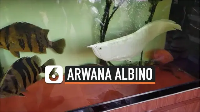Seekor ikan arwana albino dipamerkan di Provinsi Can Tho, Vietnam. Ikan yang dipercaya membawa keberuntungan ini memiliki harga jual yang sangat tinggi.