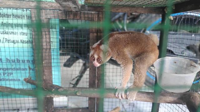 Satwa dilindungi, kukang, yang dievakuasi BBKSDA Riau dari rumah dinas Kapolres Pelalawan.