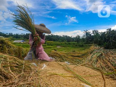 Petani merontokkan padi jenis baligo di sawahnya kawasan Sukamakmur, Bogor, Jawa Barat, Sabtu (27/04/2024). (merdeka.com/Arie Basuki)