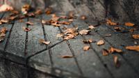 Ilustrasi daun, daun berguguran, kematian. (Photo by GR Stocks on Unsplash)