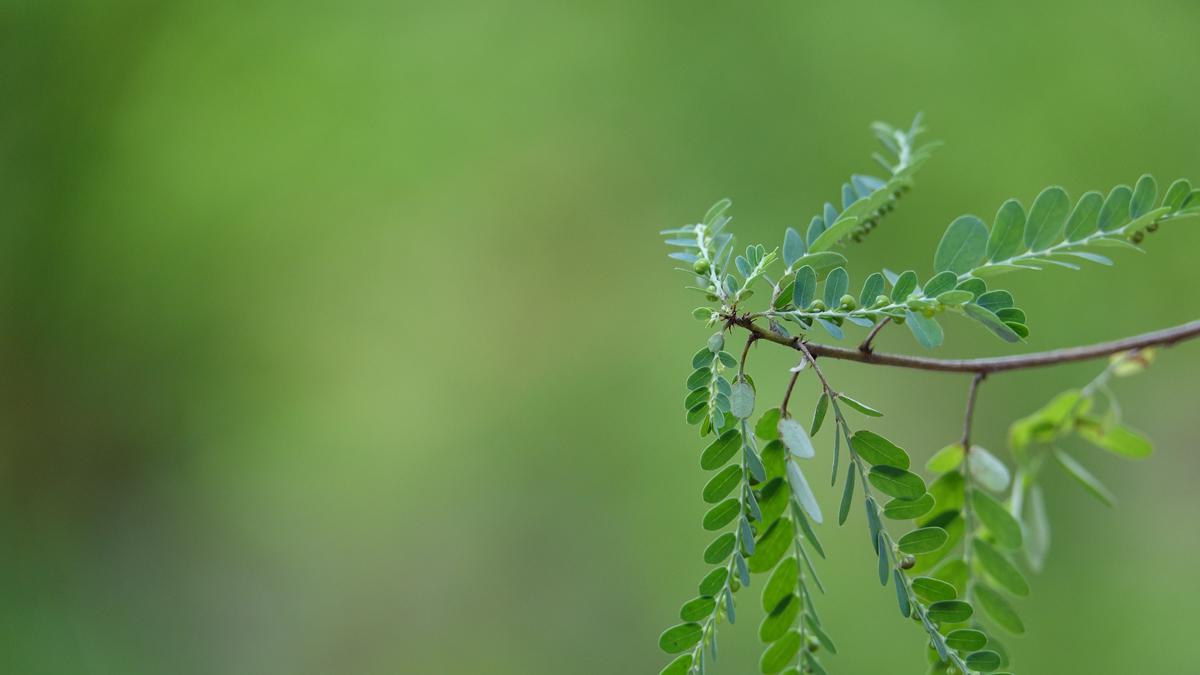 Menilik Perjalanan Ramuan Herbal Menjadi Fitofarmaka, Ukur Khasiat Tanaman Obat Secara Ilmiah