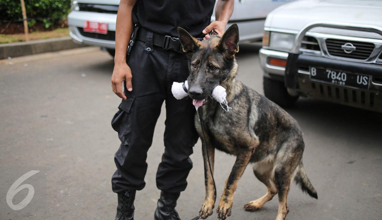 Seekor anjing unit k-9 saat mengigit barang bukti narkoba saat simulasi di Monumen Nasional,  Jakarta, Selasa (6/12). Sejauh ini, BNN telah memiliki 50 anggota pasukan K9. (Liputan6.com/Faizal Fanani)