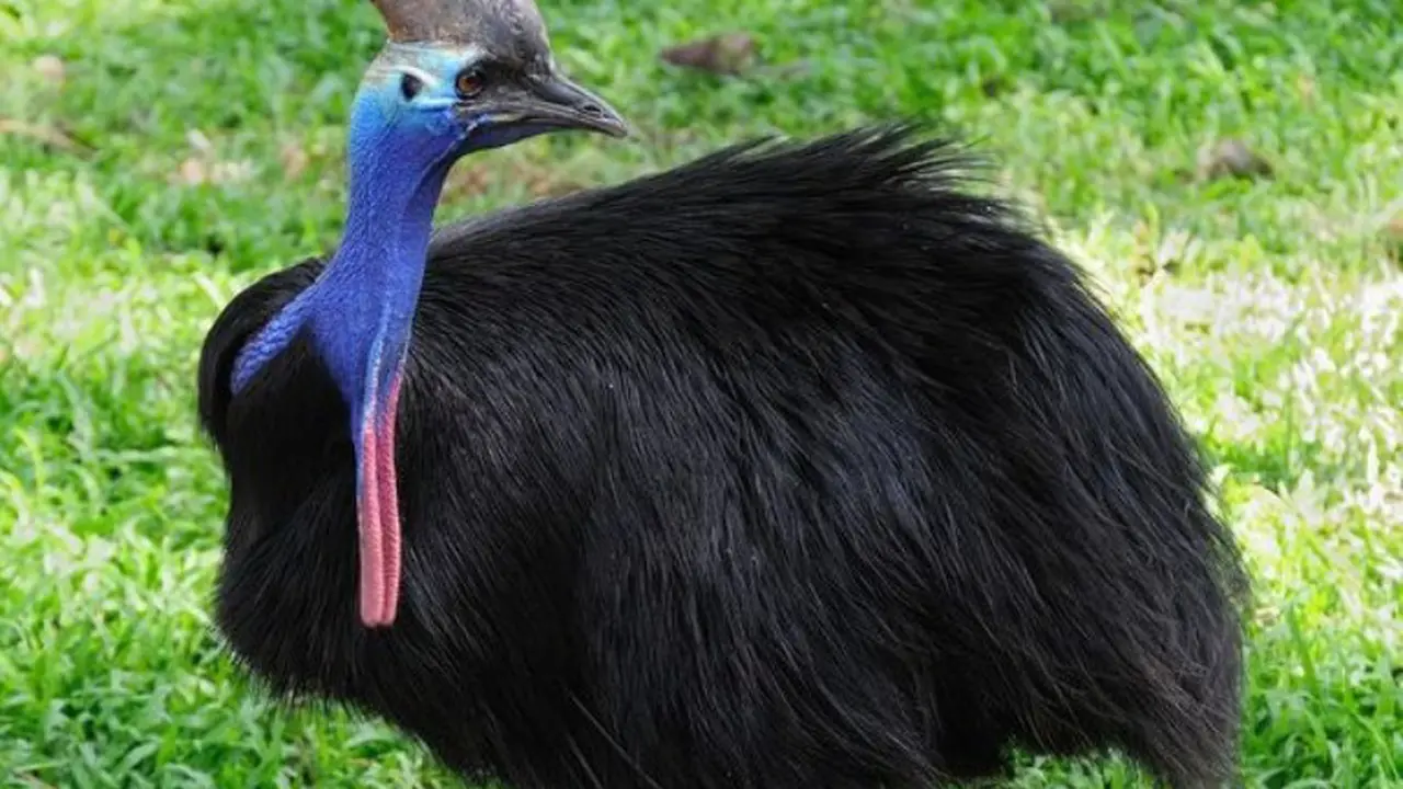 Unik, 6 Burung Ini Justru Tak Bisa Terbang