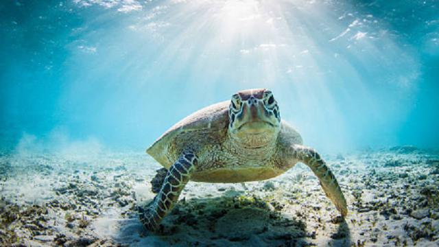 Ilustrasi kura-kura (iStock)