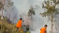 Kebakaran Hutan Lawu Berstatus Tanggap Darurat