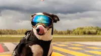 Anjing yang memakai kacamata menjadi tambah modis. Sumber: RexSpecs