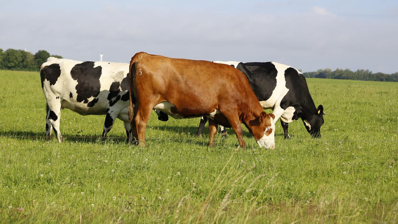 Ilustrasi hewan ternak, sapi