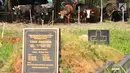Hewan kurban yang dijajakannya di TPU Tanah Kusir, Jakarta, Senin (21/8). Pedagang hewan kurban memanfaatkan lahan di areal makam untuk menjual sapi menjelang Hari Raya Idul Adha. (Liputan6.com/Johan Tallo)