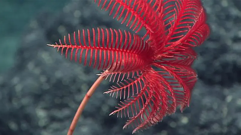 Mariana (9) Stalked Crinoid