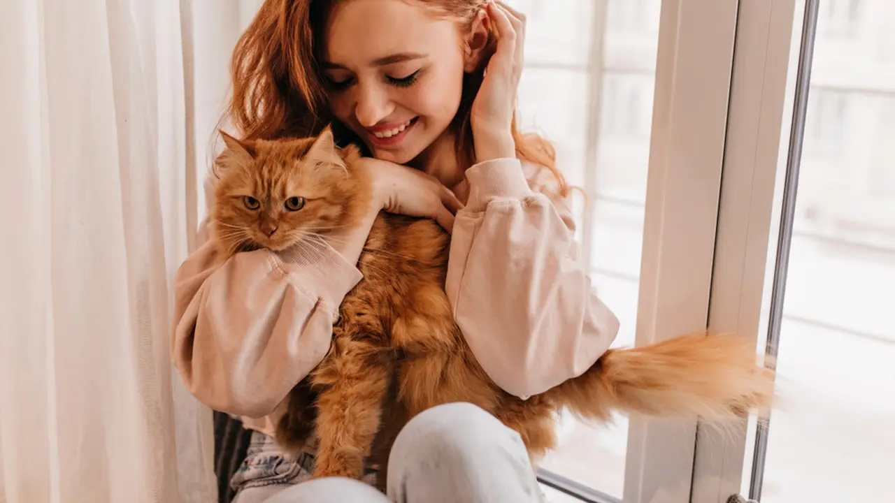 Ilustrasi pencinta kucing