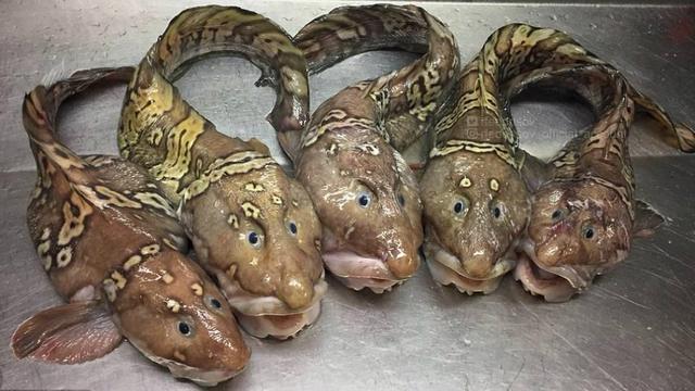 Jenis ikan yang belum teridentifikasi