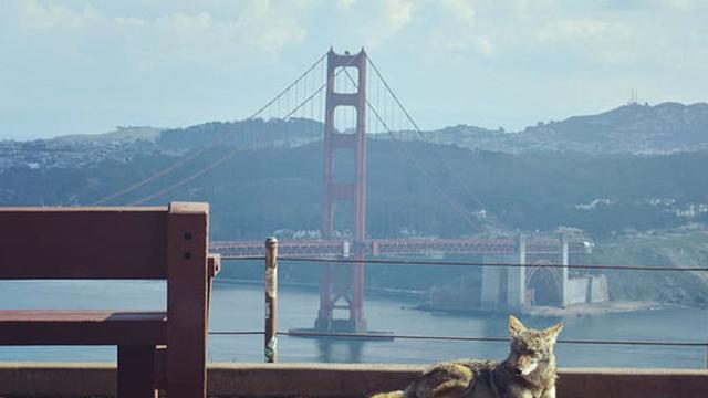 6 Potret Hewan Menyerbu Kota Saat Orang-Orang Karantina Diri di Rumah