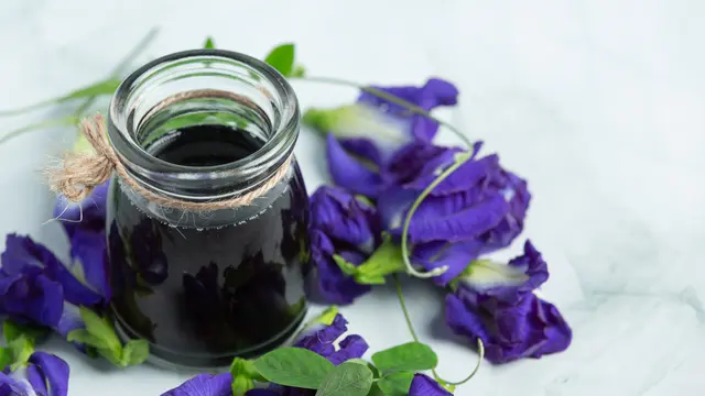 Ilustrasi Bunga Telang