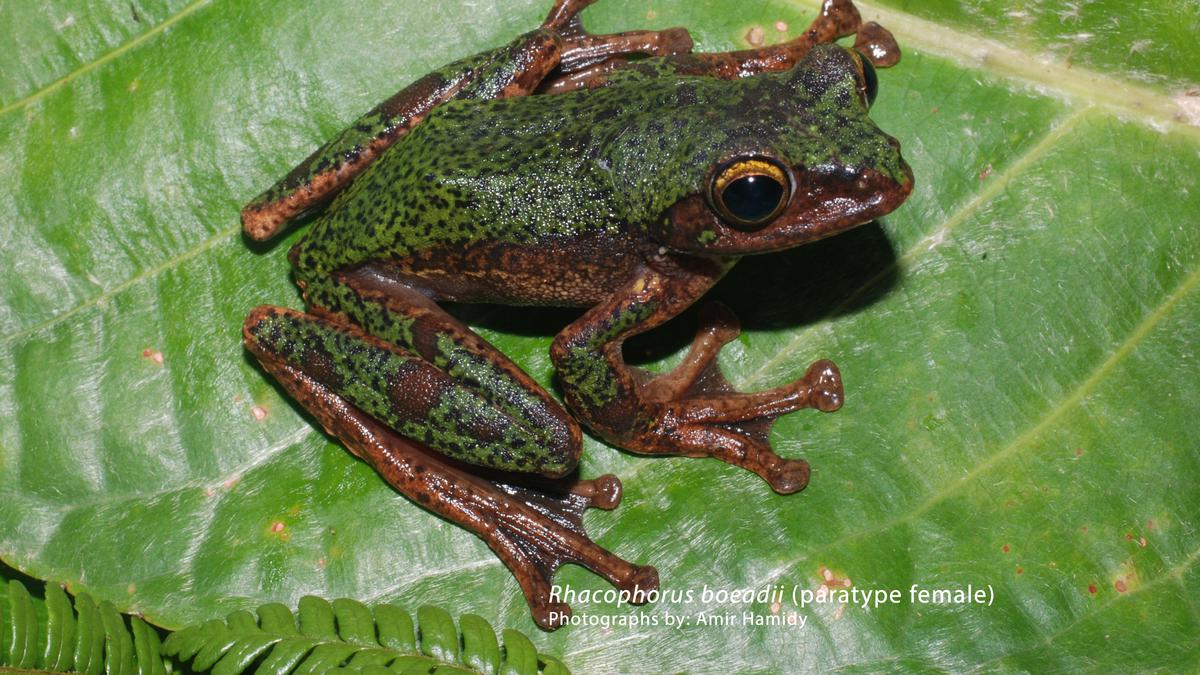 BRIN Temukan Spesies Katak Baru di Sulawesi, Ini Penampakan Detailnya