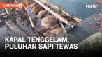 Innalillahi, Satu Anak dan Puluhan Sapi Tewas Tenggelam