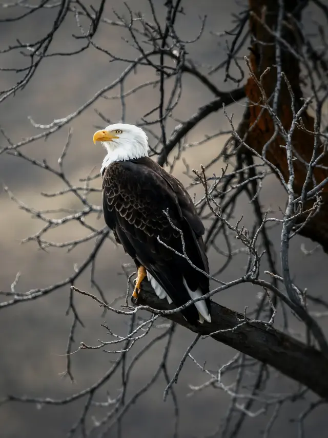 7 Arti Mimpi Burung Elang, Sering dikaitkan dengan Karier dan Keturunan