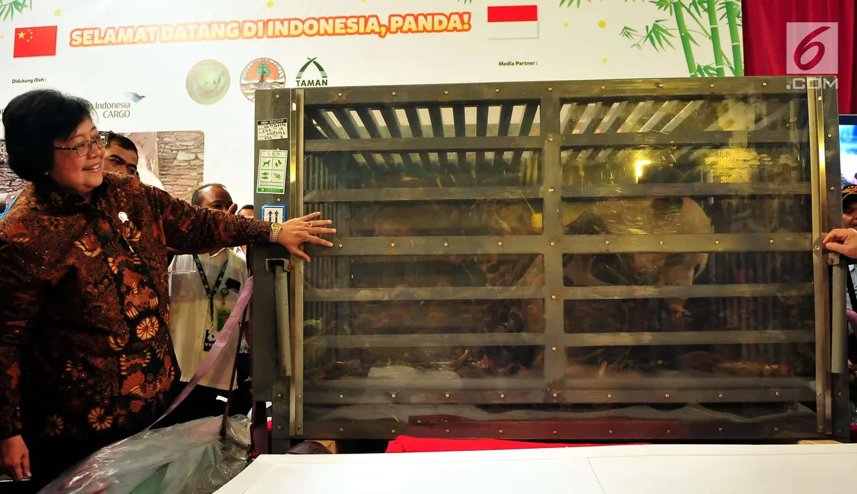 Menteri Lingkungan Hidup dan Kehutanan Siti Nurbaya menyambut kedatangan dua ekor panda dari China di Terminal Kargo, Bandara Soekarno-Hatta, Tangerang, Kamis (28/9). (Liputan6.com/Helmi Afandi)