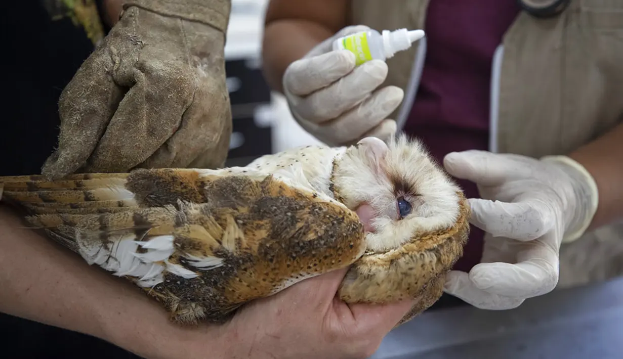 Dokter hewan merawat burung hantu yang terluka di LSM Mata Ciliar, Jundiai, Brasil, Selasa (20/10/2020). Asosiasi itu merawat hewan yang menjadi korban kebakaran, bencana lingkungan atau penyelundupan, serta merehabilitasi satwa liar untuk melepaskannya ke habitat aslinya. (AP Photo/ Andre Penner)