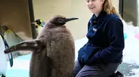 Penguin di Akuarium Australia Ikut Jejak Moo Deng Jadi Bintang, Berkat Tubuh Bongsor dan Warna Bulu Unik