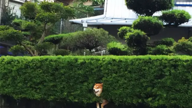 8 Potret Lucu Hewan Terjebak Ini Pasang Muka Melas, Bikin Kasihan