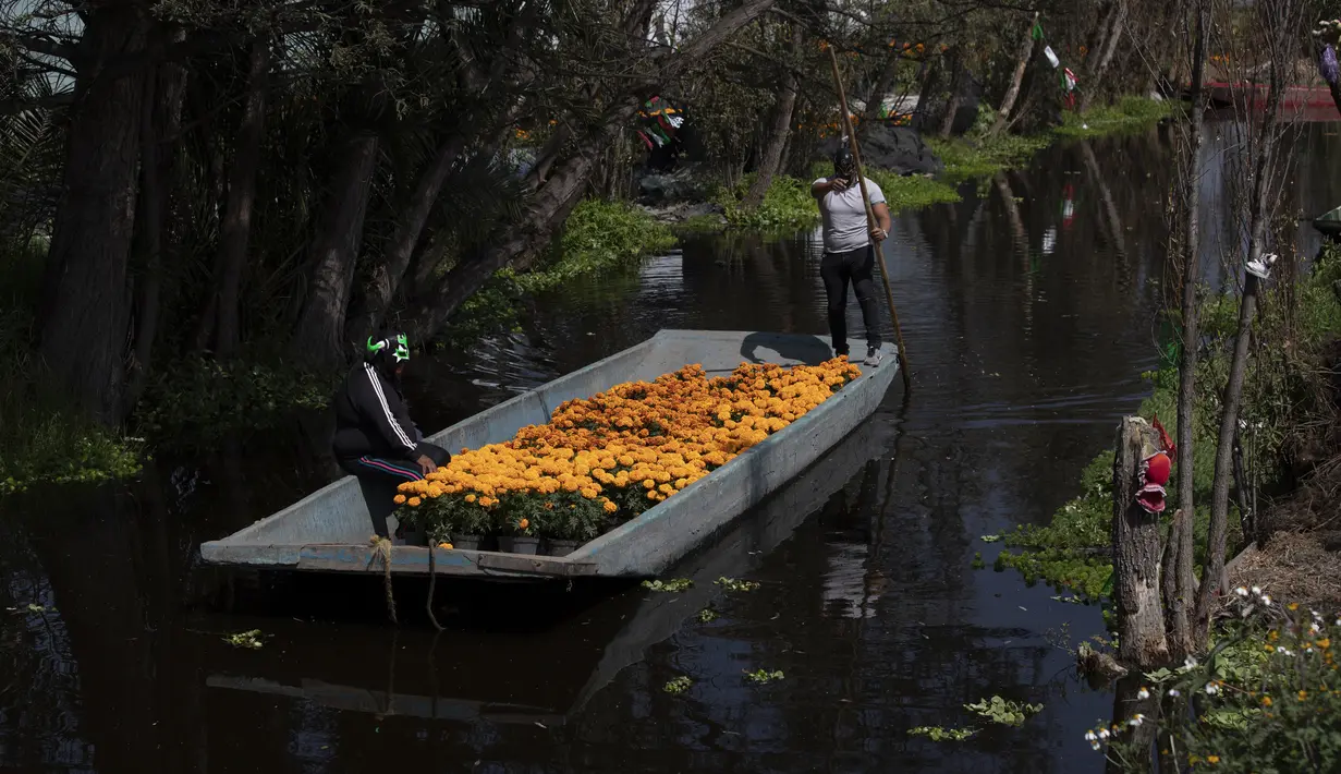 Pegulat Meksiko "Ciclonico" dan "Mister Jerry" menaiki sekoci penuh bunga marigold di Xochimilco, Mexico City, Meksiko, Rabu (14/10/2020). Panen bunga marigold Meksiko atau Cempasuchil dalam bahasa Nahuatl dilakukan jauh-jauh hari sebelum hari libur Day of the Dead. (AP Photo/Marco Ugarte)
