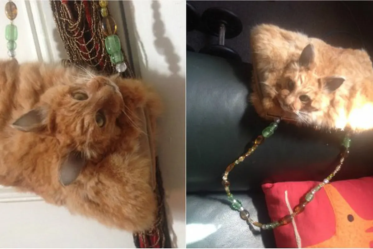 Tas kucing (0)