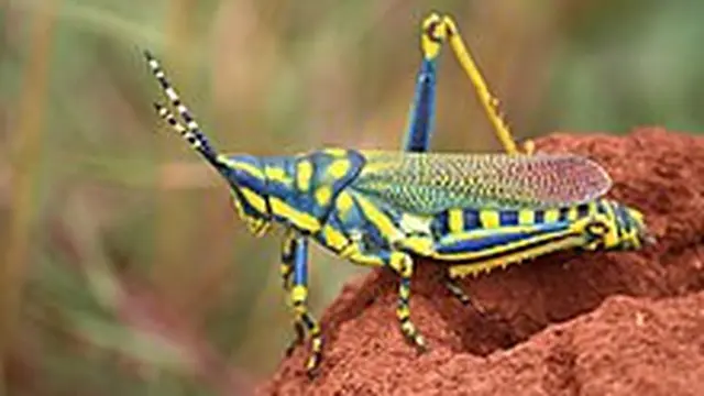 30 Makhluk Bumi yang Punya Warna Mirip Pelangi, Cantik dan Eksotis