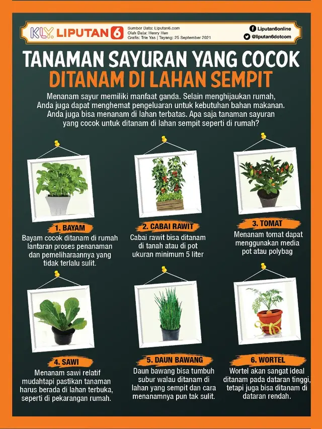 Infografis Tanaman Sayuran yang Cocok Ditanam di Lahan Sempit