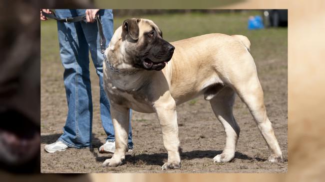 Tak Hanya Pit Bull Ini 8 Ras Anjing Paling Ganas Di Dunia Global Liputan6 Com