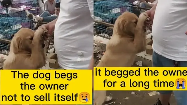 Ilustrasi Anjing Dijual