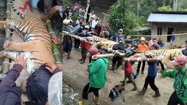 Seekor harimau Sumatera di Lampung Barat berhasil masuk ke dalam kandang jebak yang dipasang oleh stakeholder terkait. Foto : (Istimewa).