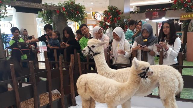 Download 80 Koleksi Gambar Hewan Alpaca Paling Baru HD