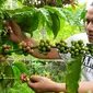 Pohon kopi yang ditanam di areal kompleks kuburan Belanda di Malang tinggal menunggu waktu sebelum dipanen petik merah. Buah kopi nantinya diolah dan diberi merek kopi tulang (Liputan6.com/Zainul Arifin)