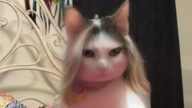 6 Potret Kucing Betina Pakai Filter HP Biar Cantik, Tampak Lucu
