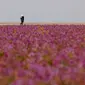 Seorang pria berjalan di ladang yang ditumbuhi bunga lavender di kota Rafha, dekat perbatasan dengan Irak, pada 13 Februari 2023. Hujan musim dingin yang lebih lebat dari biasanya telah membuat gurun pasir di bagian utara Arab Saudi berubah jadi padang bunga lavender, menarik wisatawan dari seluruh semenanjung Arab. (Fayez Nureldine / AFP)
