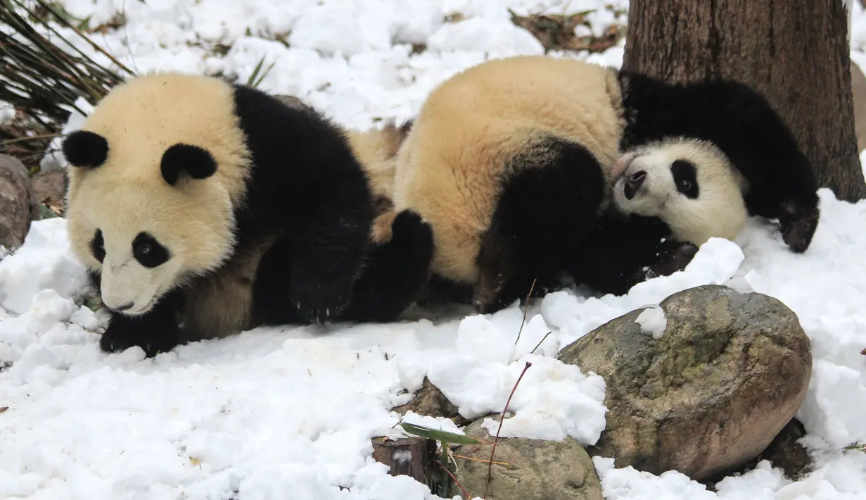 Dua ekor panda berguling di atas salju yang dibuat oleh anggota staf di dalam kandang mereka di Giant Panda Breeding di Chengdu, China pada 25 Desember 2019 . Tempat ini merupakan rumah para panda yang dikembangbiakkan. (Photo by STR / AFP)