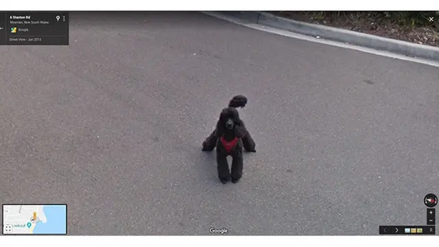 6 Potret Aneh Hewan saat Terekam Google Maps, Nyeleneh Banget