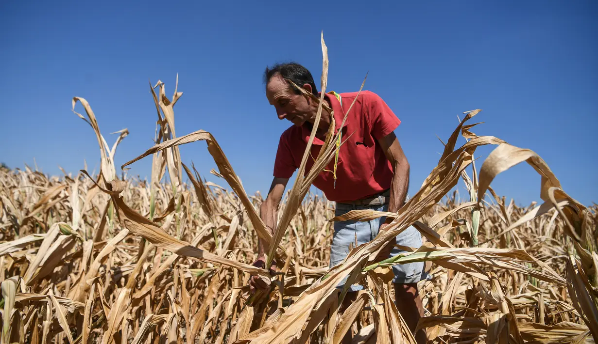 Petani Achille Crespiatico melihat kerusakan pada ladang jagungnya akibat kekeringan parah di Spino d'Adda, Italia, 11 Juli 2022. Italia dilanda kekeringan terburuk dalam 70 tahun. (Piero CRUCIATTI/AFP)